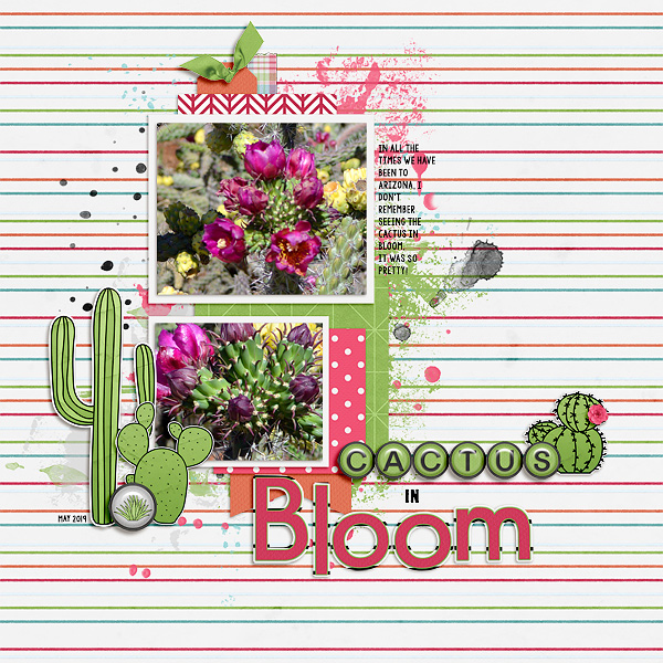 Cactus in Bloom