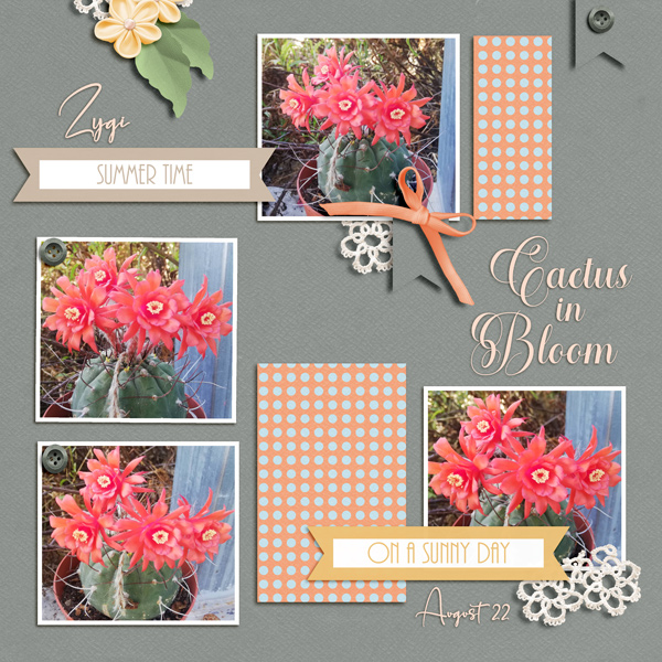 Cactus in Bloom