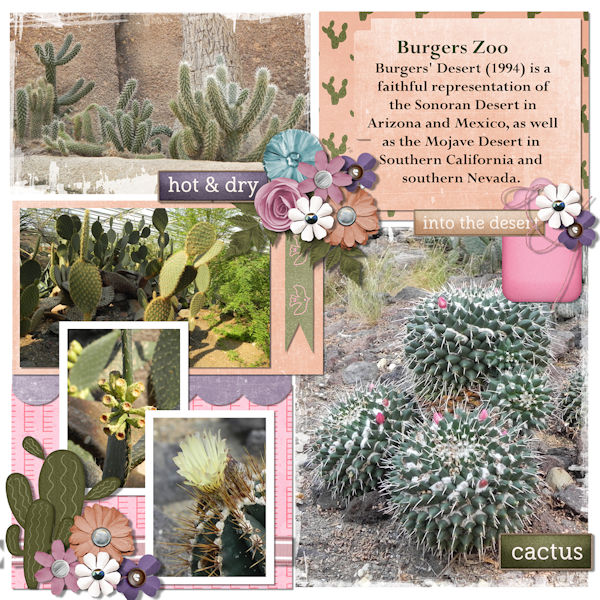 Cactus