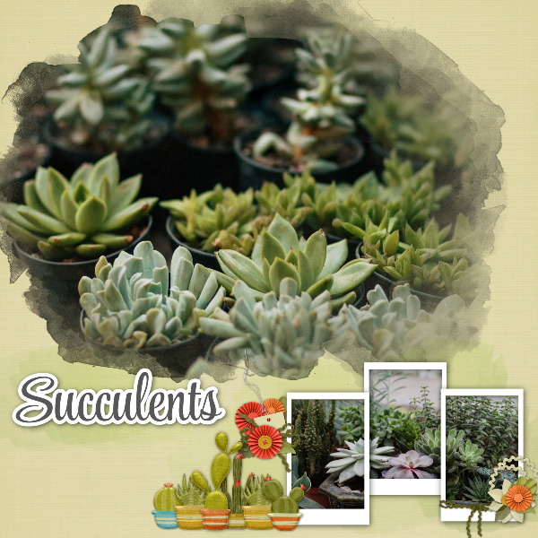 Cactus_garden