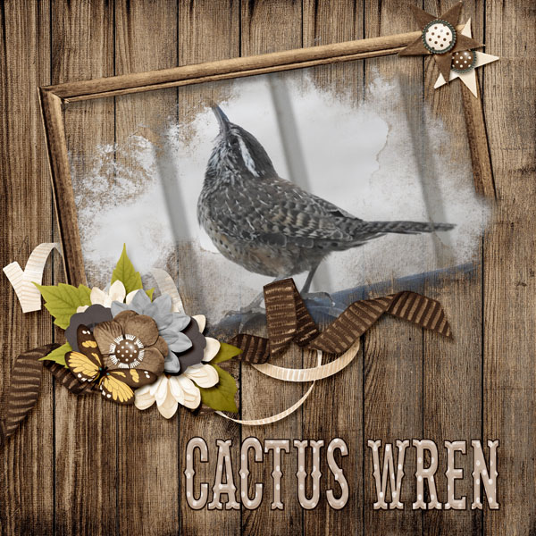 Cactus_Wren_small