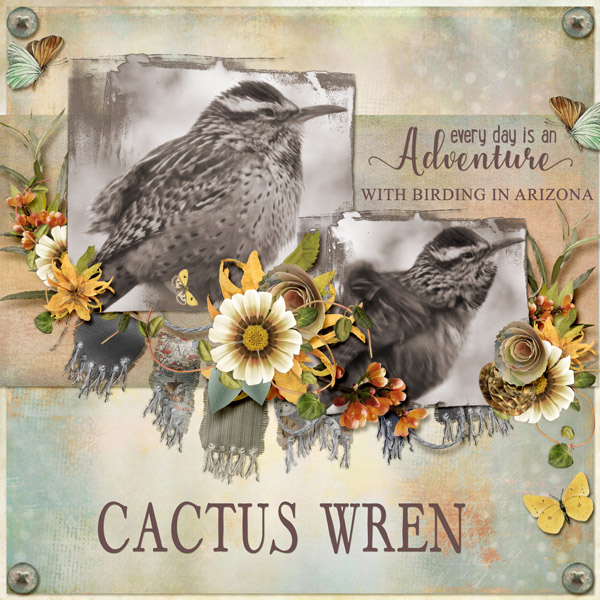 Cactus_Wren_small1
