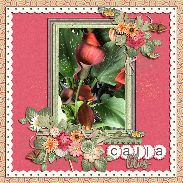 Cala Lilies