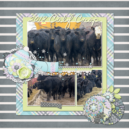 Calf Crop