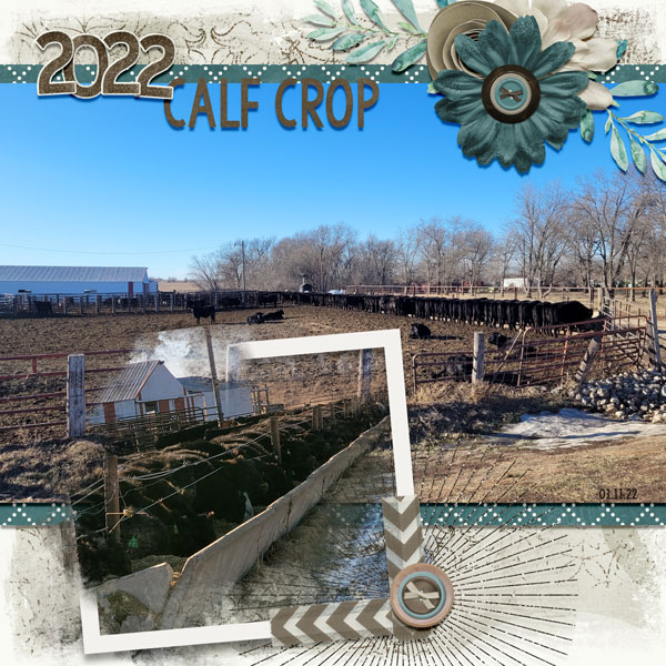 Calf Crop