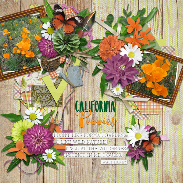 California Poppies