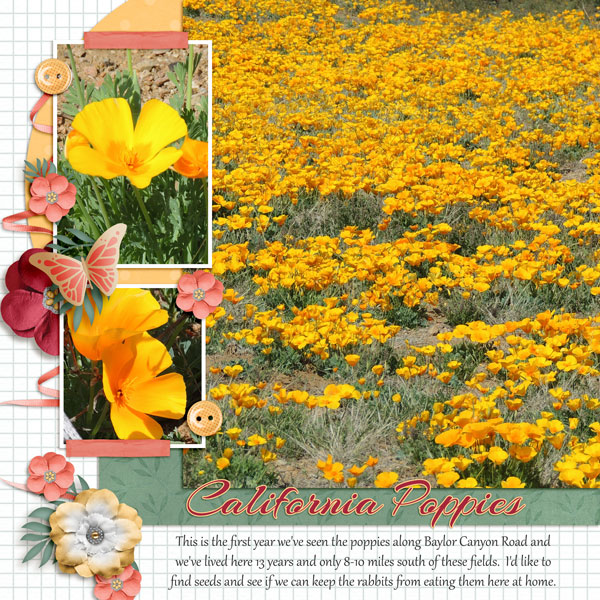 California Poppies
