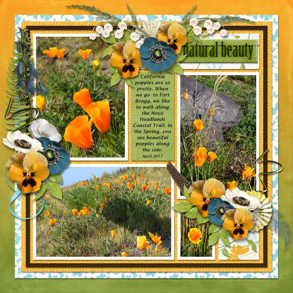 California Poppies