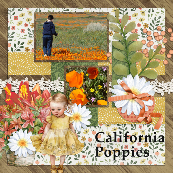 California Poppies