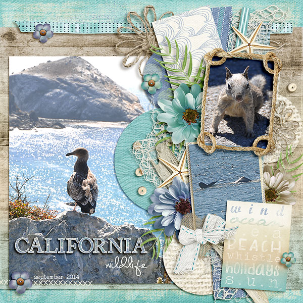california wildlife