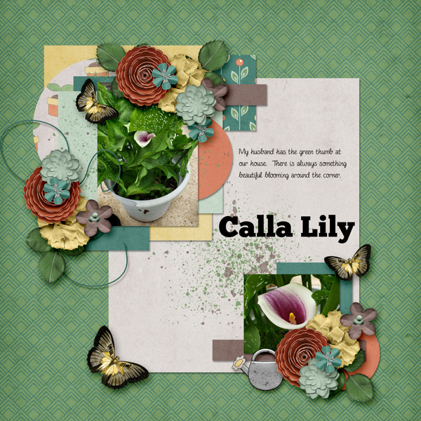 Calla Lily