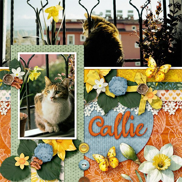 Callie