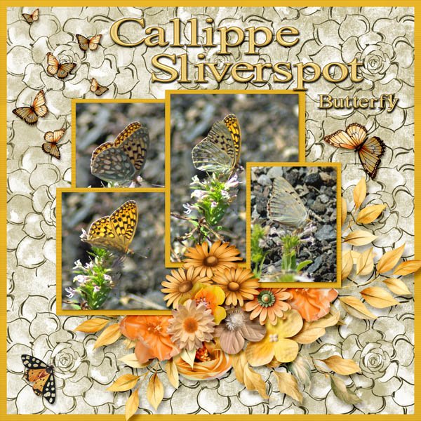 Callippe Sliverspot Butterfly small.jpg