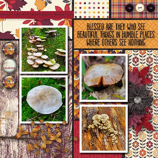 Calumet Castle Mushrooms