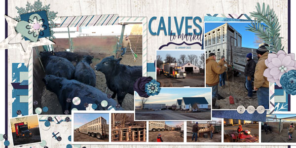 Calves to Market