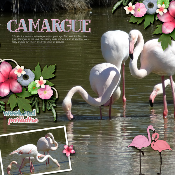 Camargue