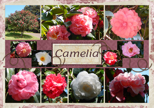Camelias