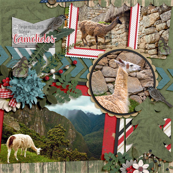 camelids