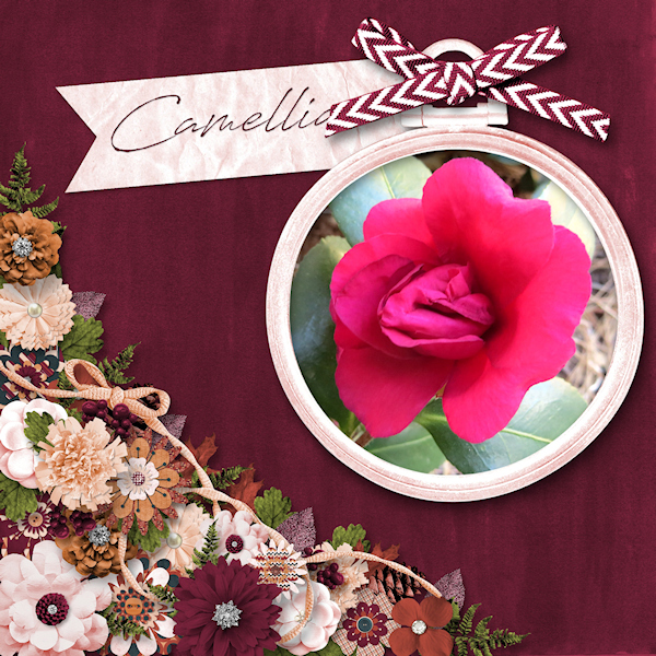 Camellia Rebloom