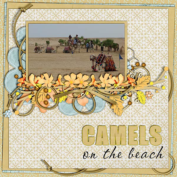 Camels on the beach