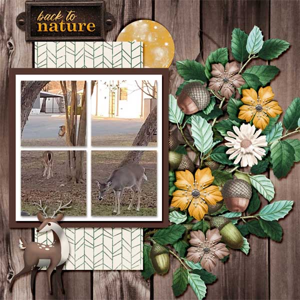 Campground Deer