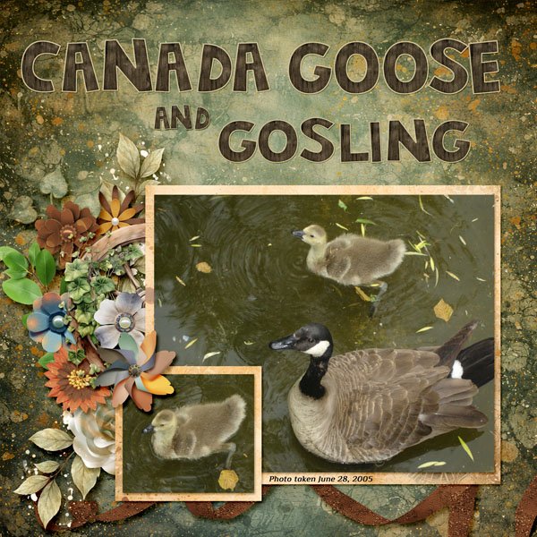 Canada Goose small.jpg