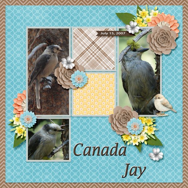 Canada Jay small.jpg