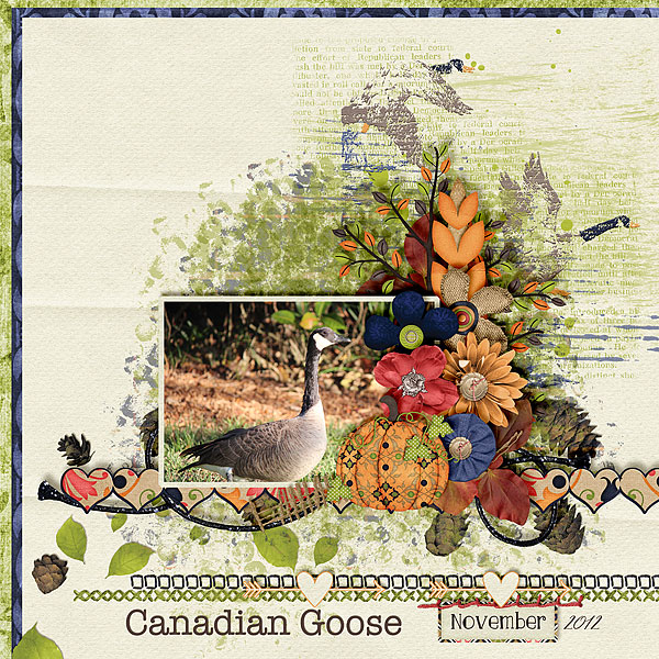 Canadian Goose