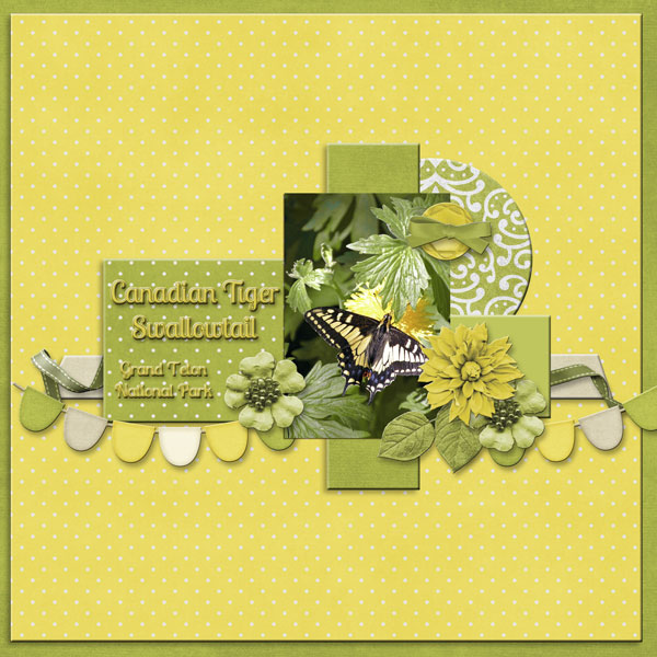 Canadian Tiger Swallowtail