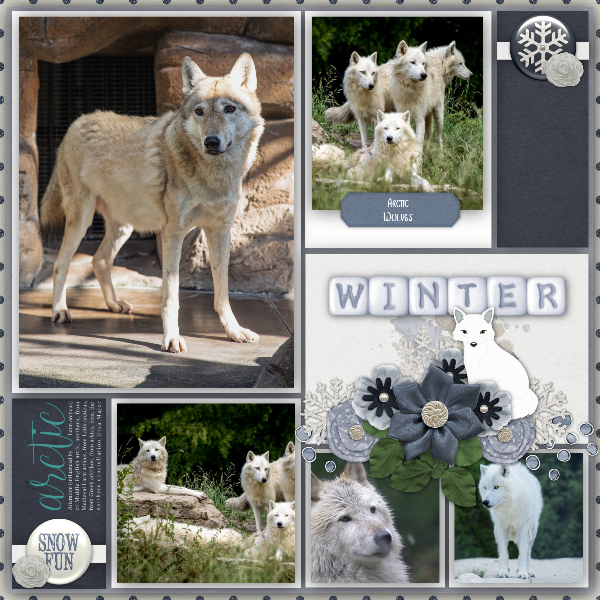 Canis_lupus_arctos