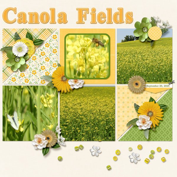 Canola Fields small.jpg
