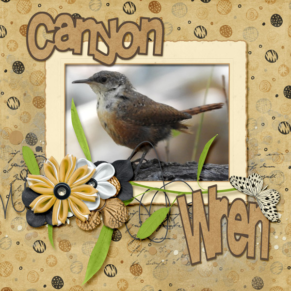 canyon_wren_small