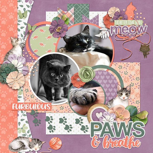 cap_cattitude_and_cap_fullcircletemps17_cat_web