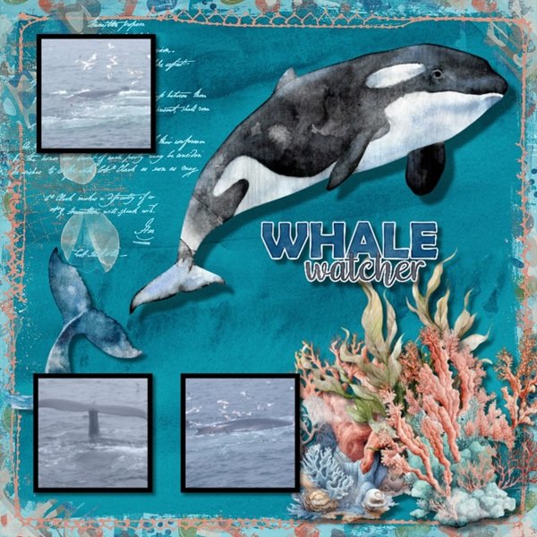 Cape Cod Whales