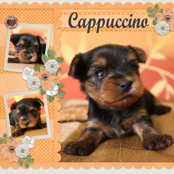 Cappuccino