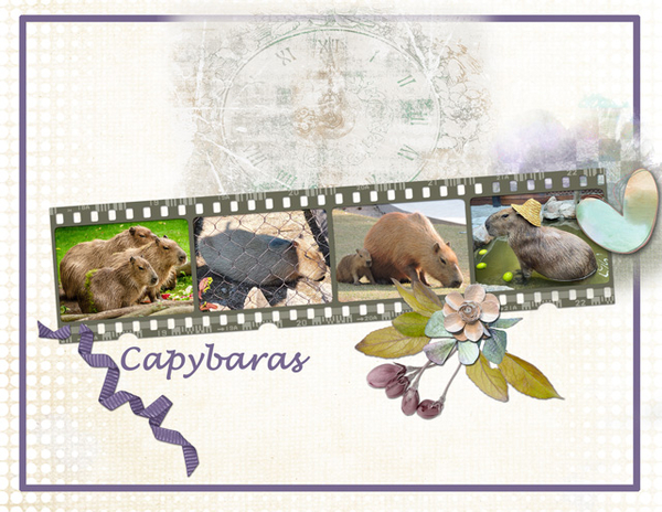 Capybaras