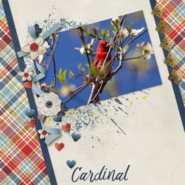 Cardinal in the Woods