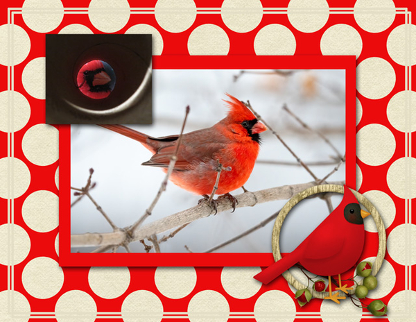 Cardinal