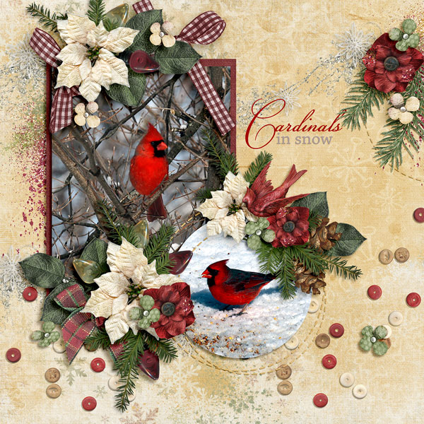 Cardinals in Snow
