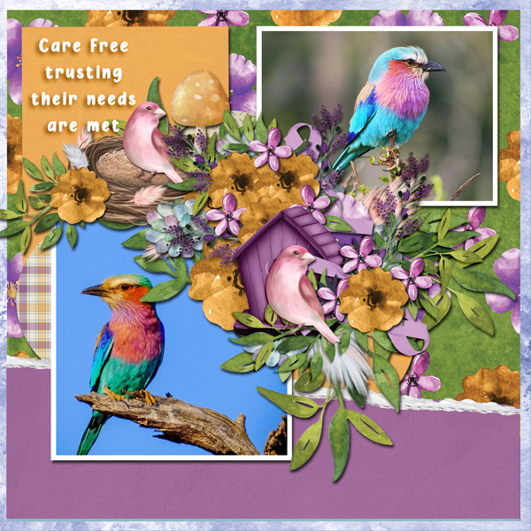Carefree Birds