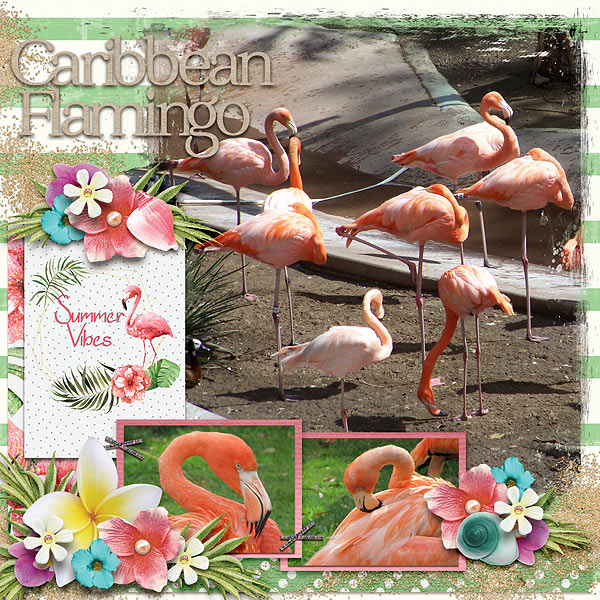 caribbean flamingo