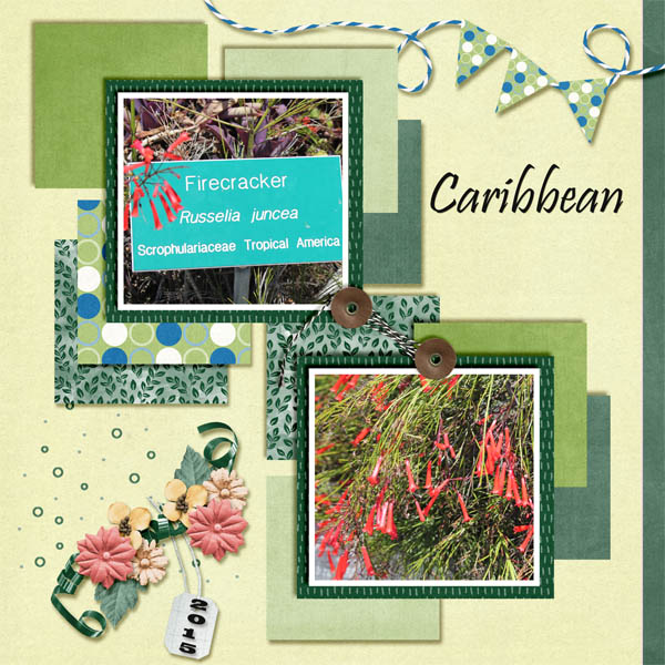 Caribbean flowers