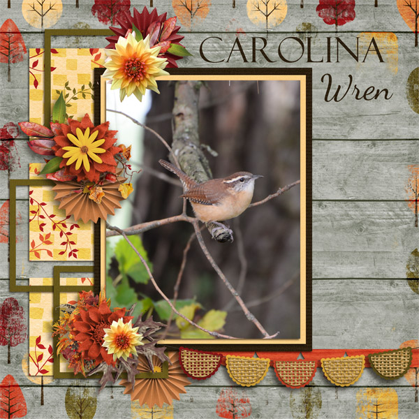 Carolina Wren