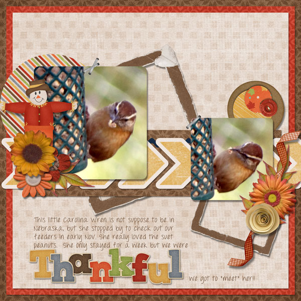 Carolina Wren