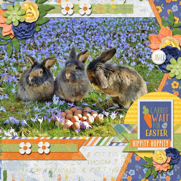 Carrot Patch