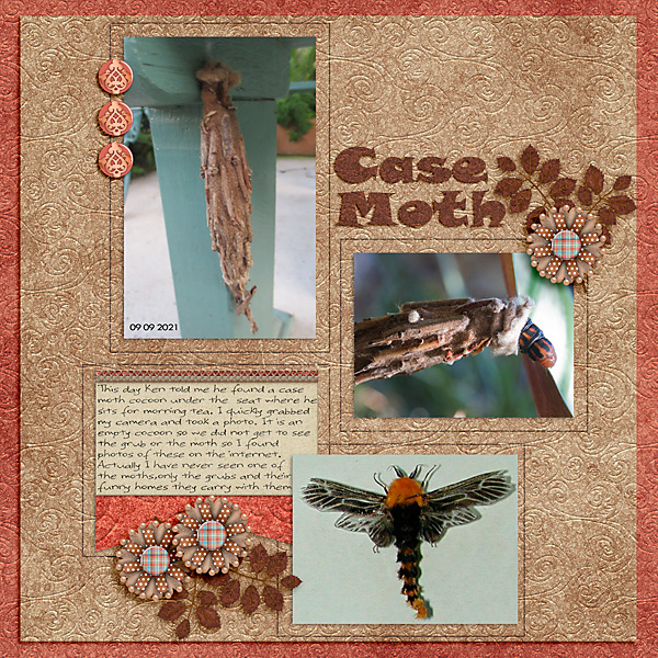 Case Moth
