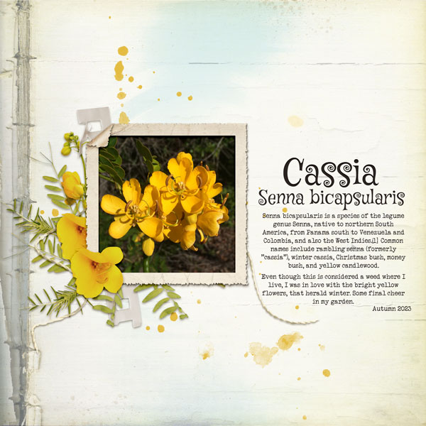 Cassia