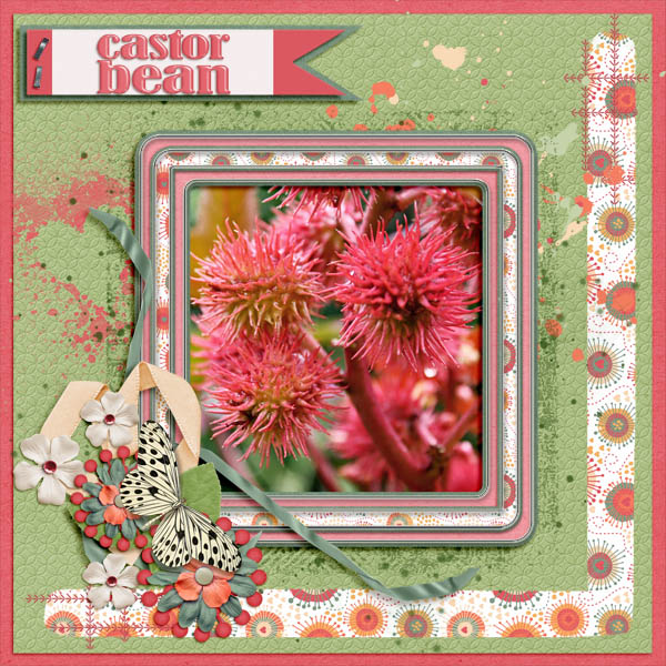 Castor Bean