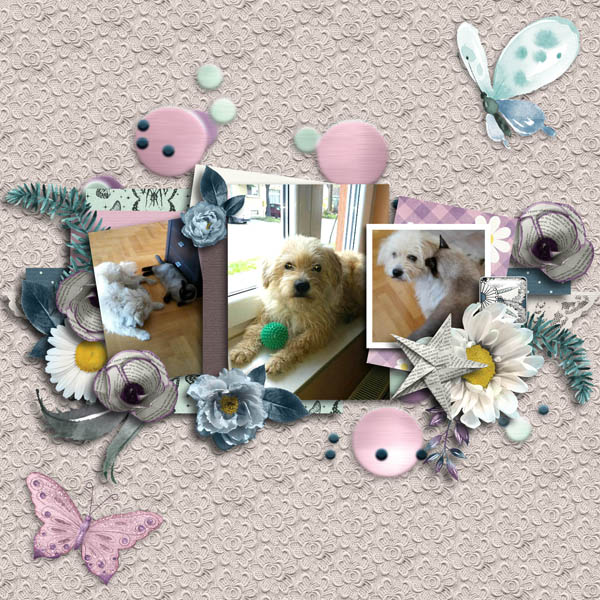 Cat and dog play