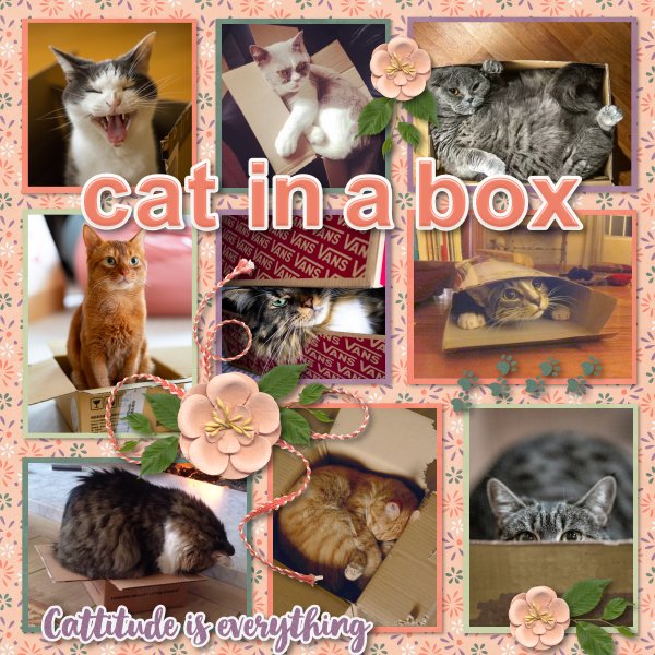 cat in a box